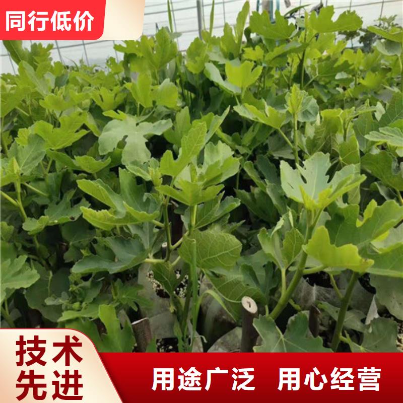 斯特拉无花果树苗