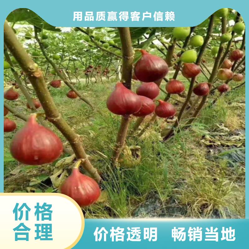 无花果-桃树苗品质保证实力见证