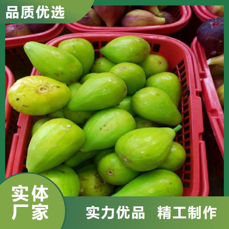 斯特拉无花果树苗