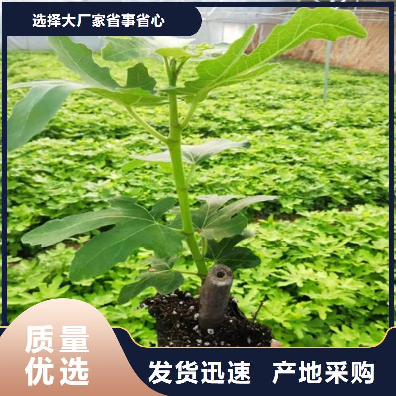 无花果棠梨苗放心购