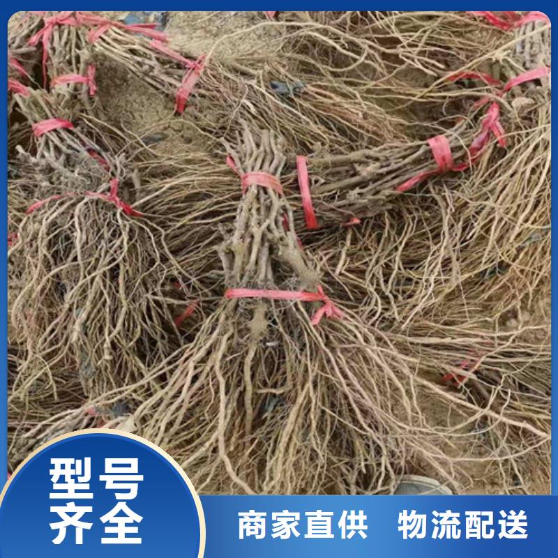 醉金香葡萄苗种植方法