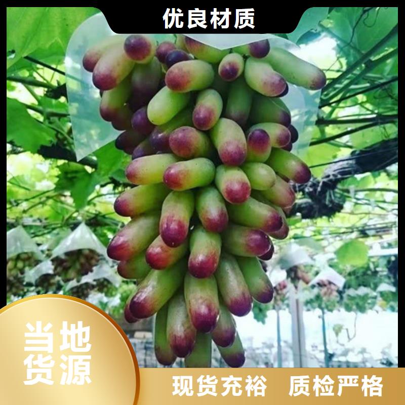 葡萄大棚草莓苗工艺层层把关