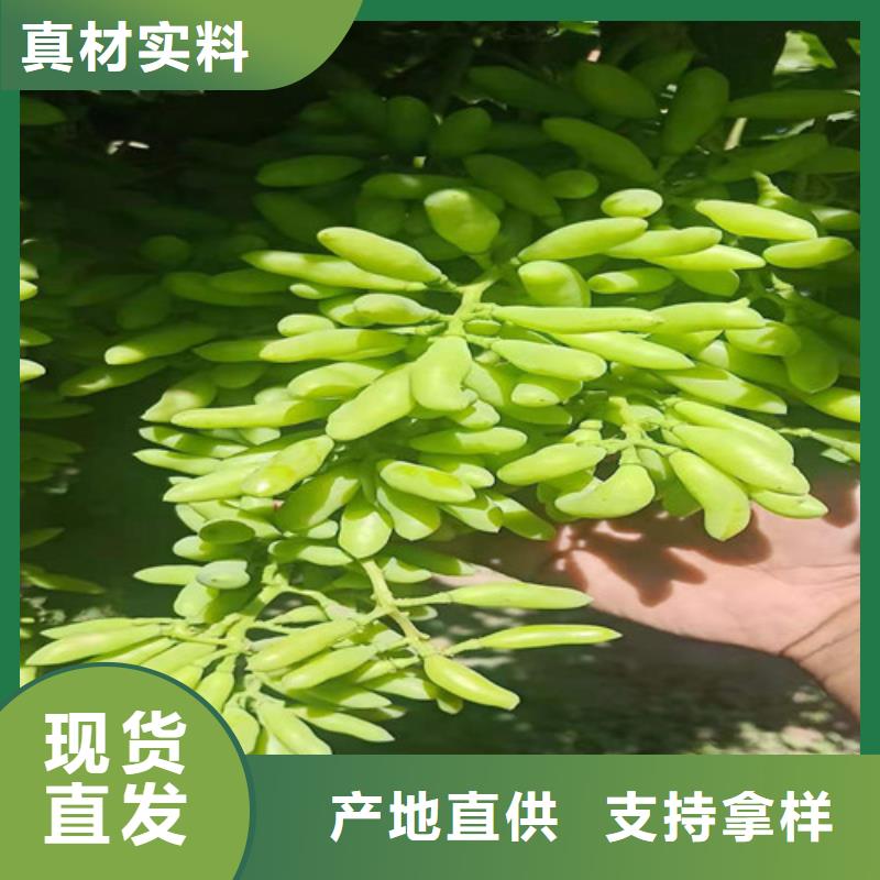 甜蜜蓝宝石无核葡萄树苗种植季节