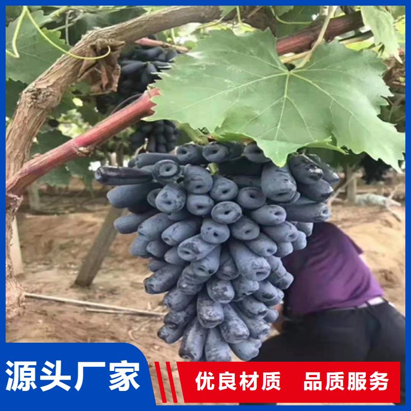 甜蜜蓝宝石无核葡萄苗