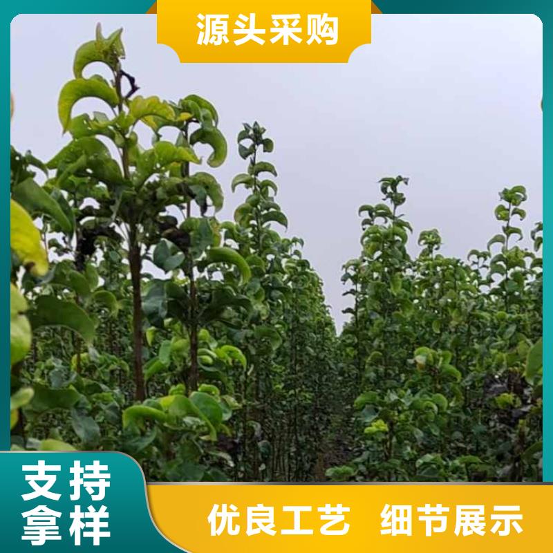 梨【奥红全红梨树苗】优质原料