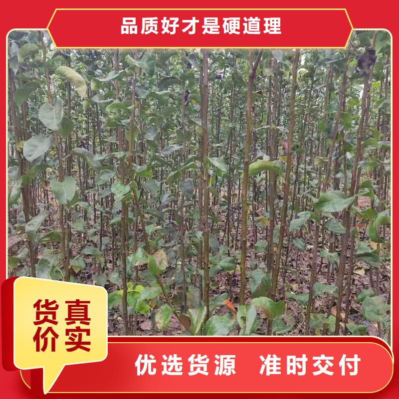 梨毛桃苗性价比高