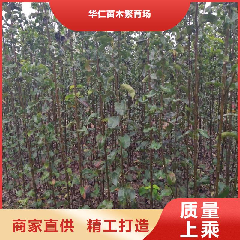 秋月梨树苗种植时间