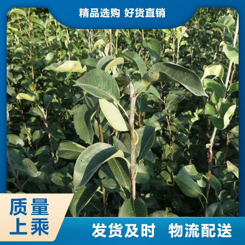 梨梨树苗基地货源充足