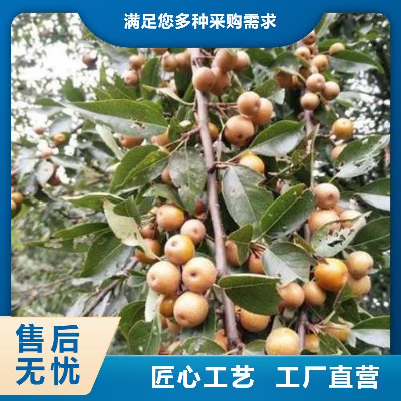 杜梨小苗种植基地