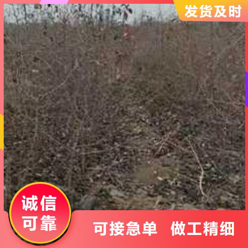 杜梨树苗种植技术