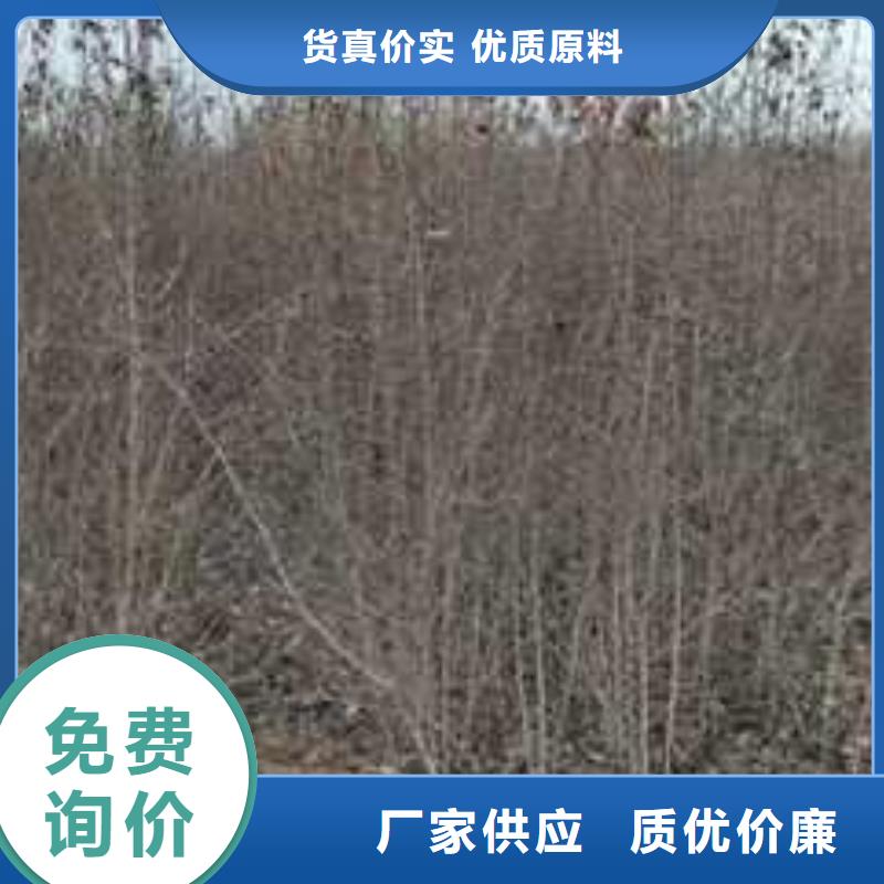 杜梨新梨7号梨树苗多种规格库存充足