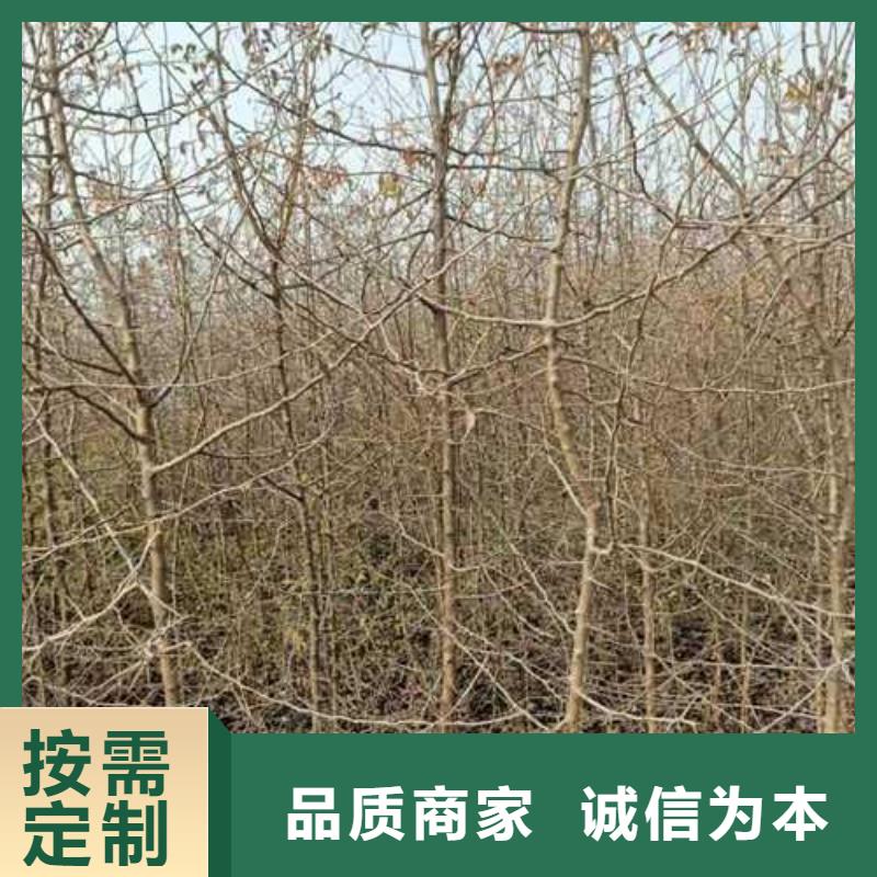 杜梨-新梨7号梨树苗符合标准