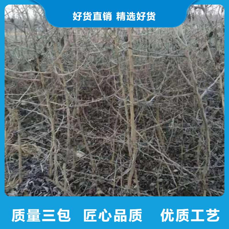 【杜梨梨树苗基地生产加工】