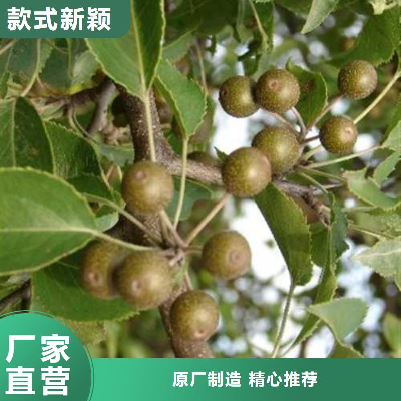 杜梨瑞蟠101桃树苗批发供应