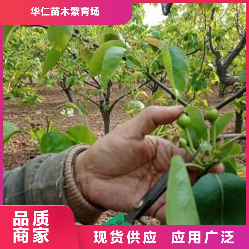 【杜梨梨树苗基地生产加工】