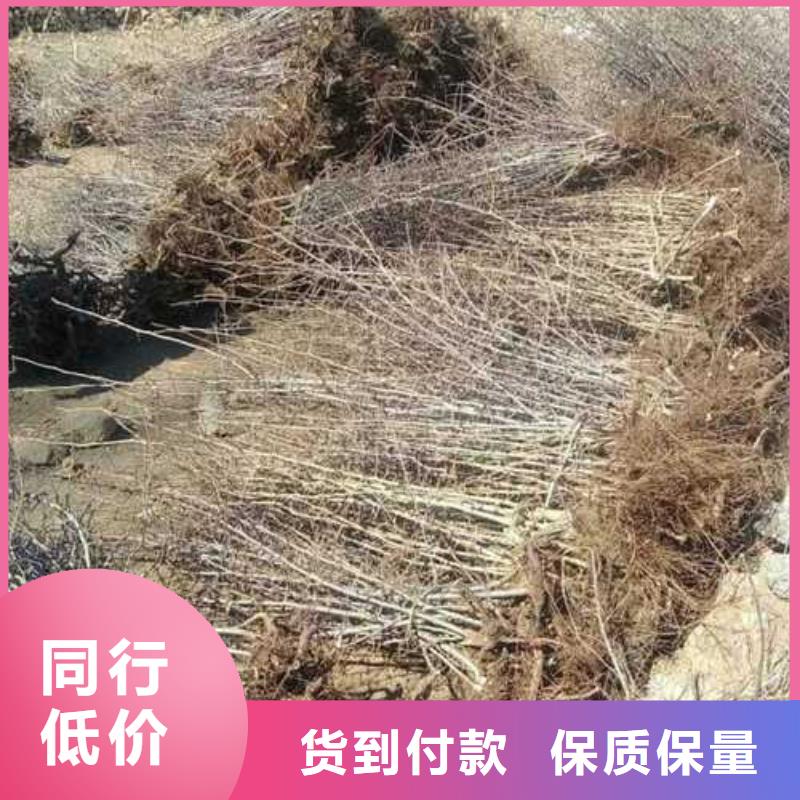 杜梨小苗种植基地