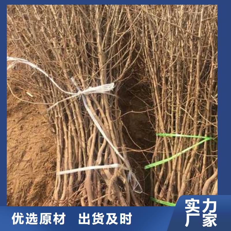 【杜梨梨树苗基地生产加工】