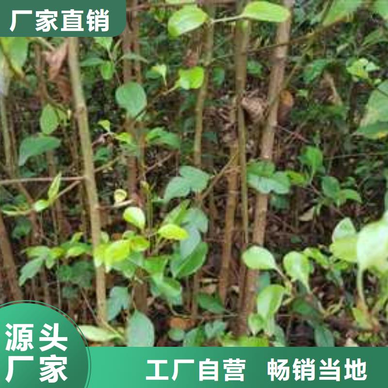 【杜梨梨树苗基地生产加工】