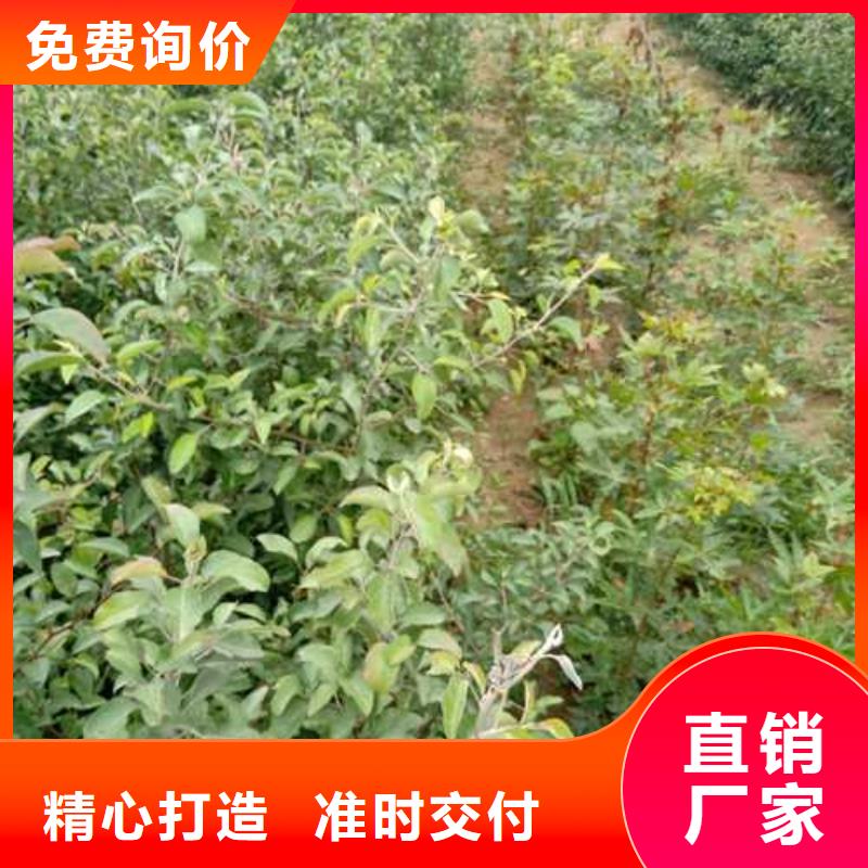 杜梨新梨7号梨树苗多种规格库存充足