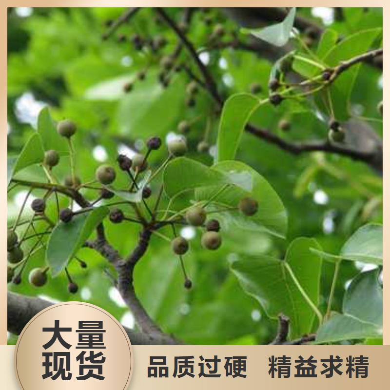 杜梨新梨7号梨树苗多种规格库存充足