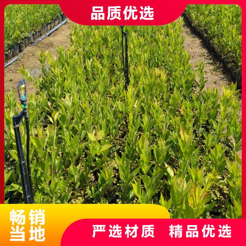 北美冬青_石榴树市场报价