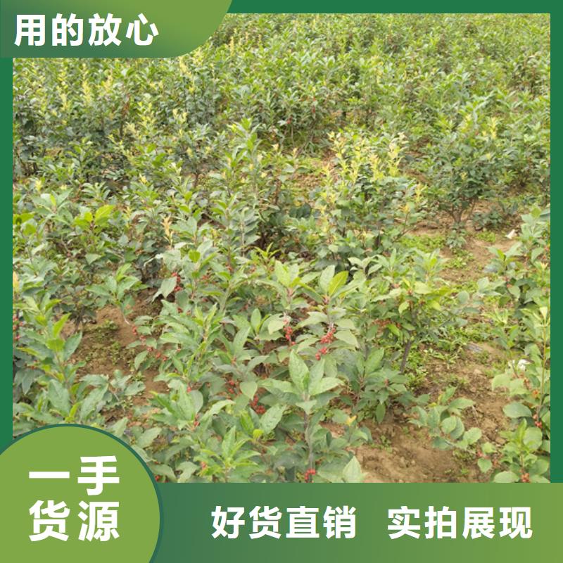 北美冬青【蓝莓苗】货源充足