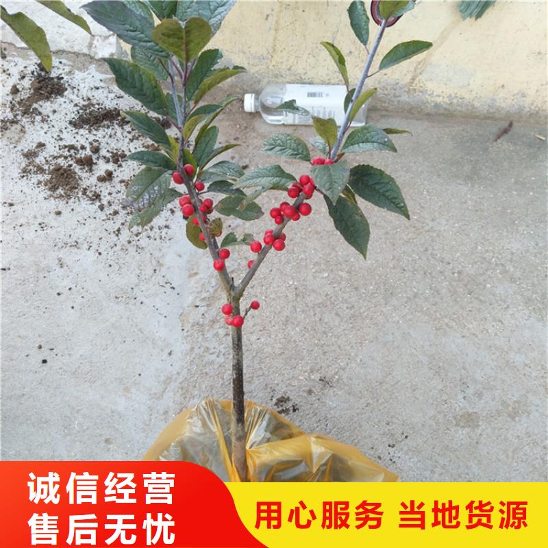 北美冬青 葡萄苗核心技术