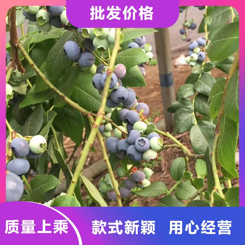 蓝莓苗【黄瓜苗】真材实料加工定制