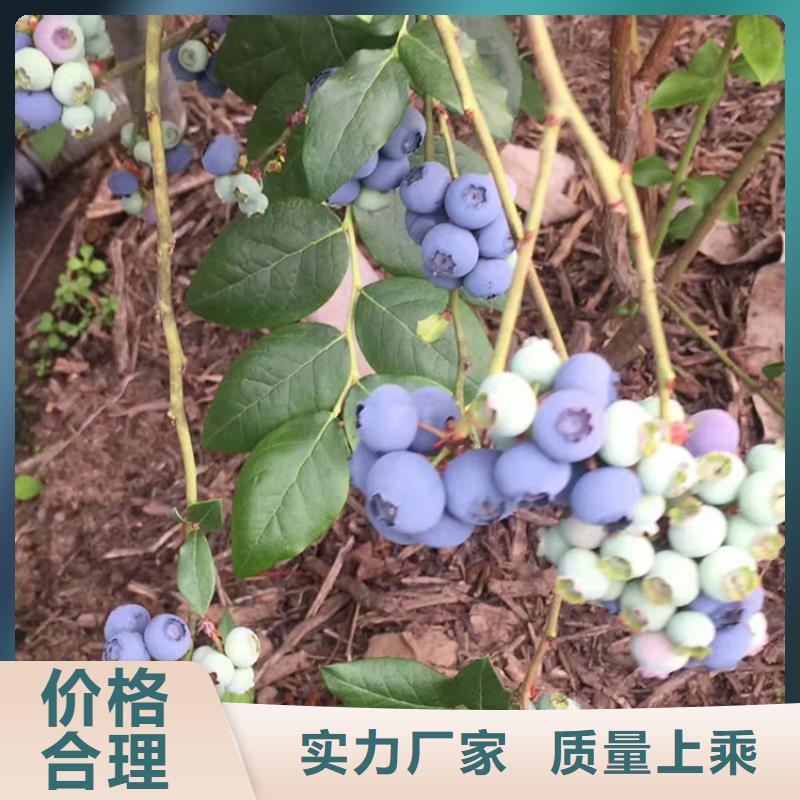 蓝莓苗苹果苗拒绝差价