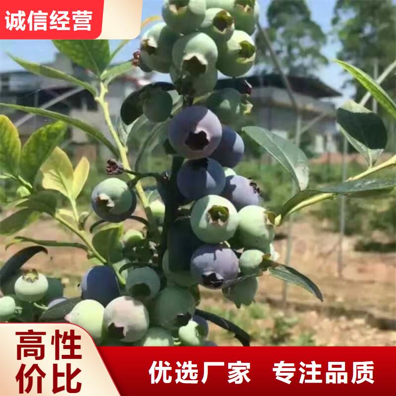 蓝莓苗西瓜苗诚信商家服务热情