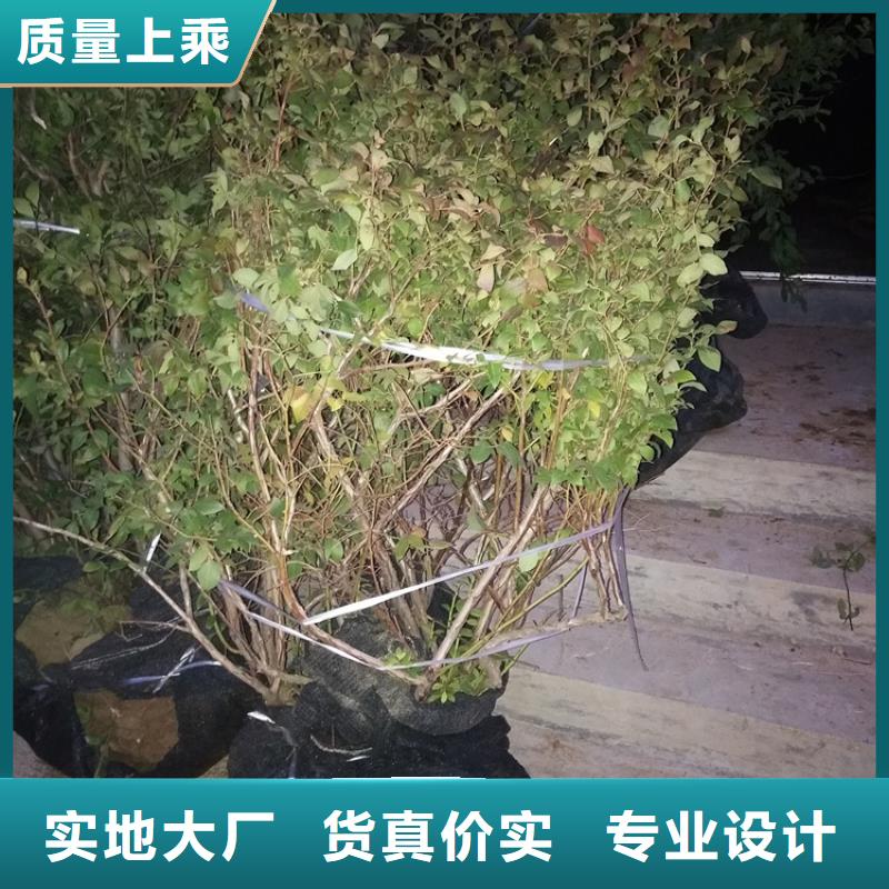 结果蓝莓树成活率高