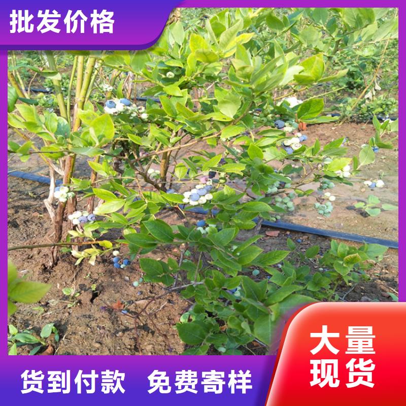 蓝莓苗【黄瓜苗】真材实料加工定制