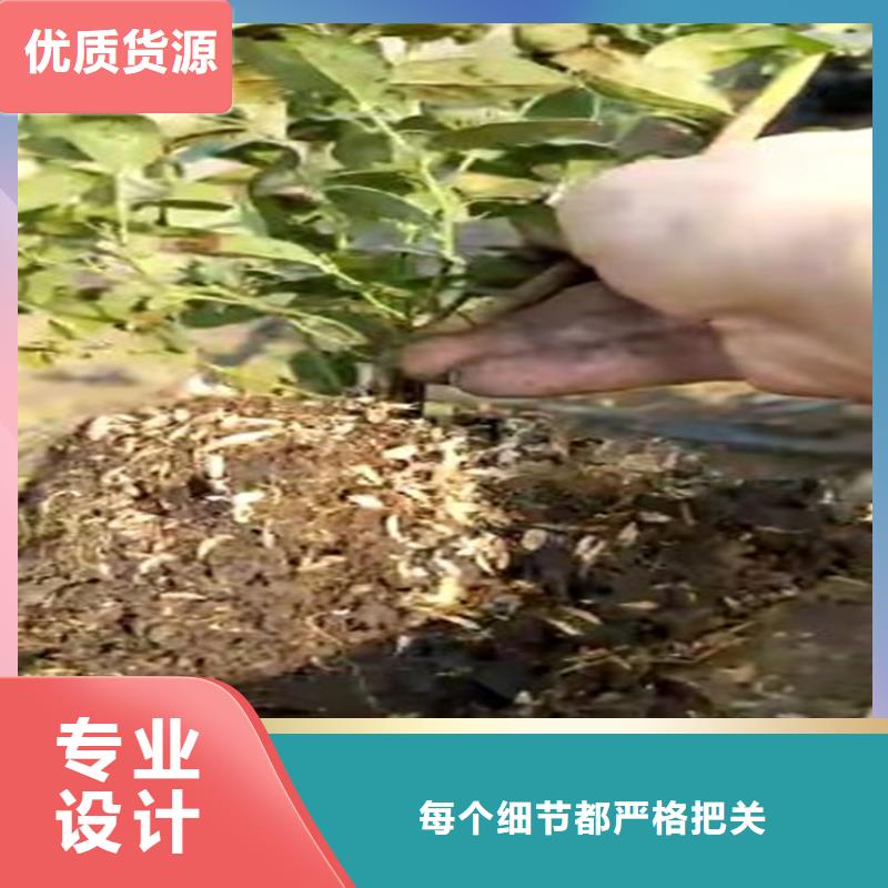 结果蓝莓树成活率高