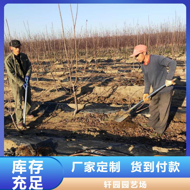 樱桃无花果苗诚信商家