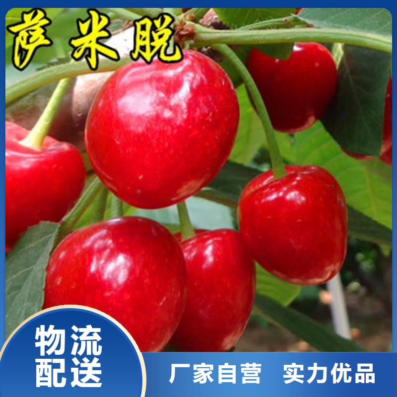 樱桃3公分石榴苗真材实料加工定制