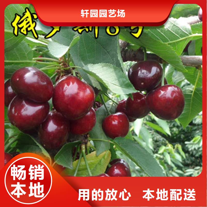 樱桃无花果苗诚信商家