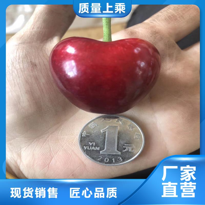 樱桃3公分石榴苗真材实料加工定制