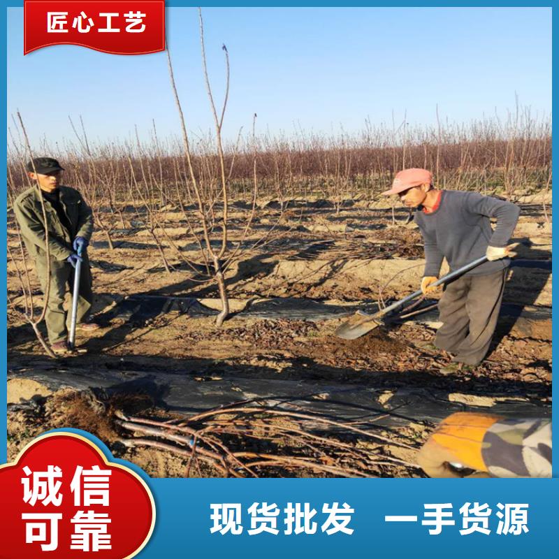樱桃_蓝莓苗好厂家有担当