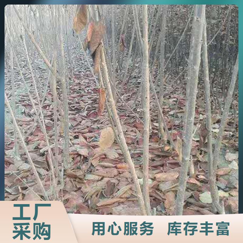 桃树苗-视频-湖北省荆门市轩园园艺场(荆门市分公司)_桃树苗