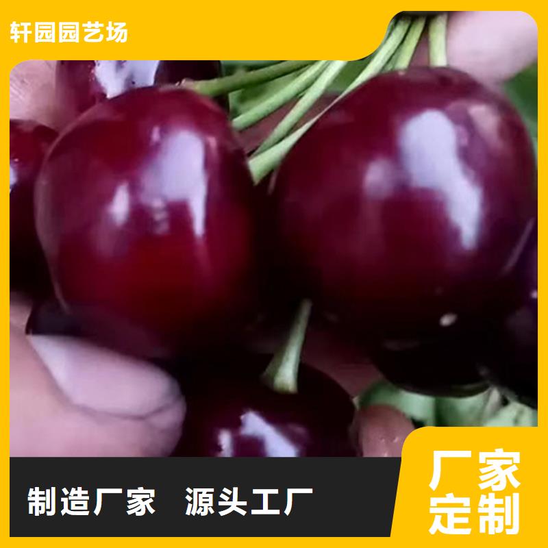樱桃无花果苗诚信商家