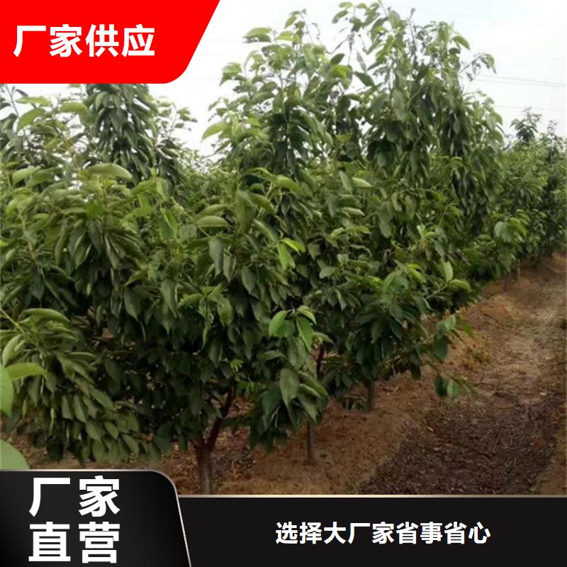 樱桃3公分石榴苗真材实料加工定制