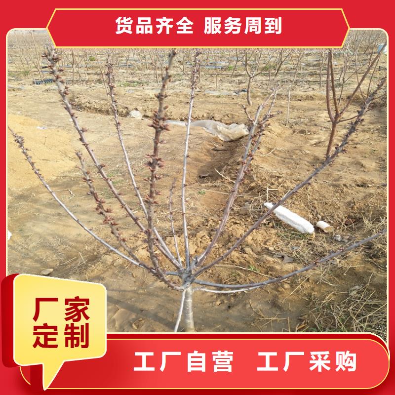 樱桃_蓝莓苗好厂家有担当