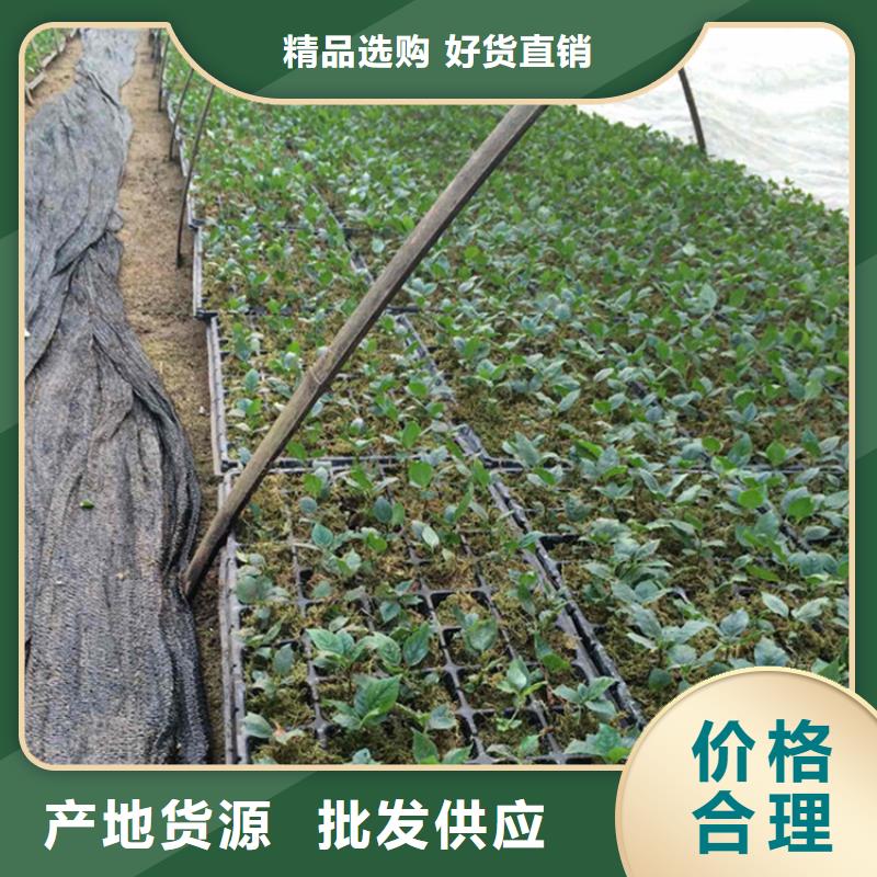 樱桃3公分石榴苗真材实料加工定制