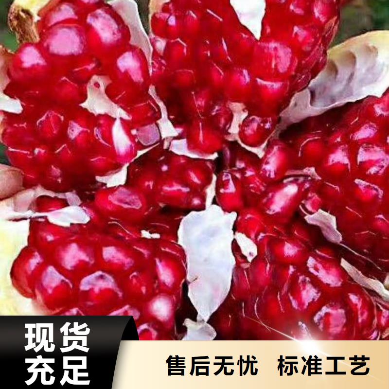 石榴 蓝莓苗48小时发货