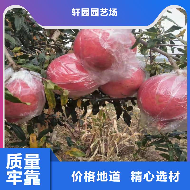 盆景石榴树供应/轩园园艺场