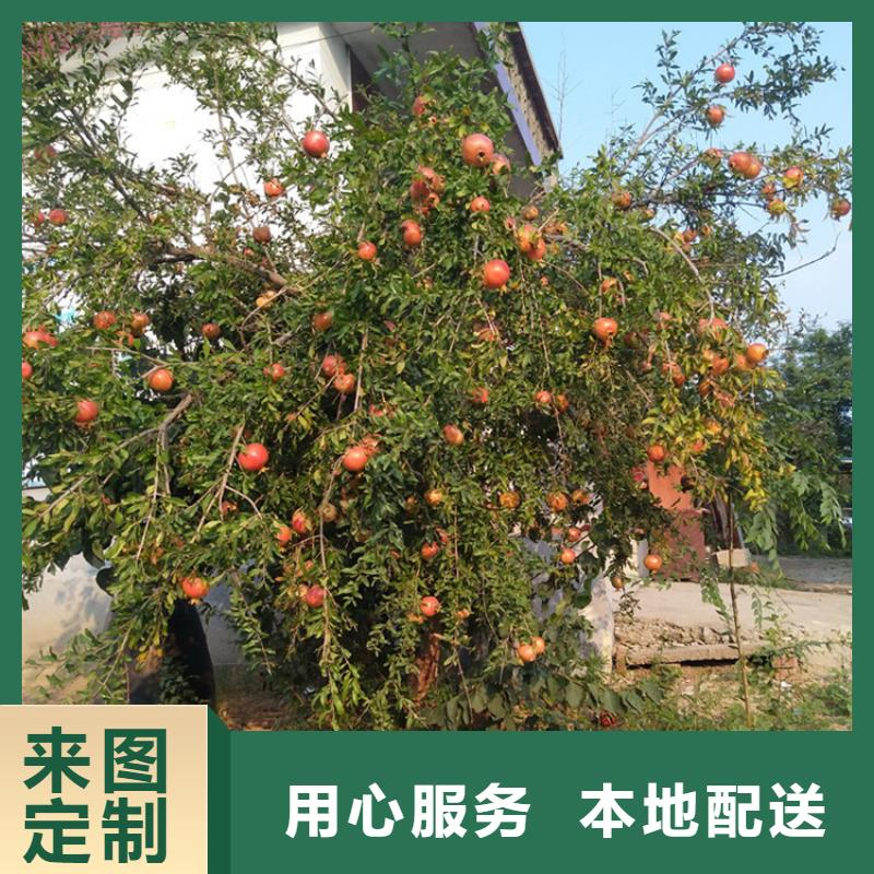 石榴,樱桃苗用心做好细节