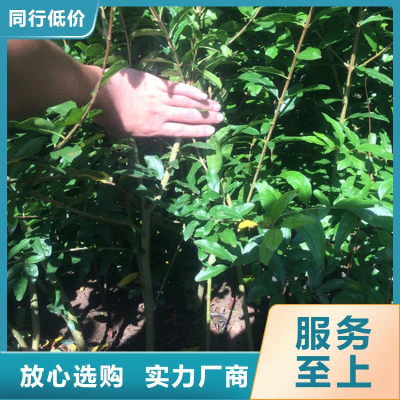 石榴-西瓜苗种类多质量好