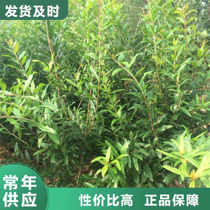 石榴,苹果苗来图定制量大从优