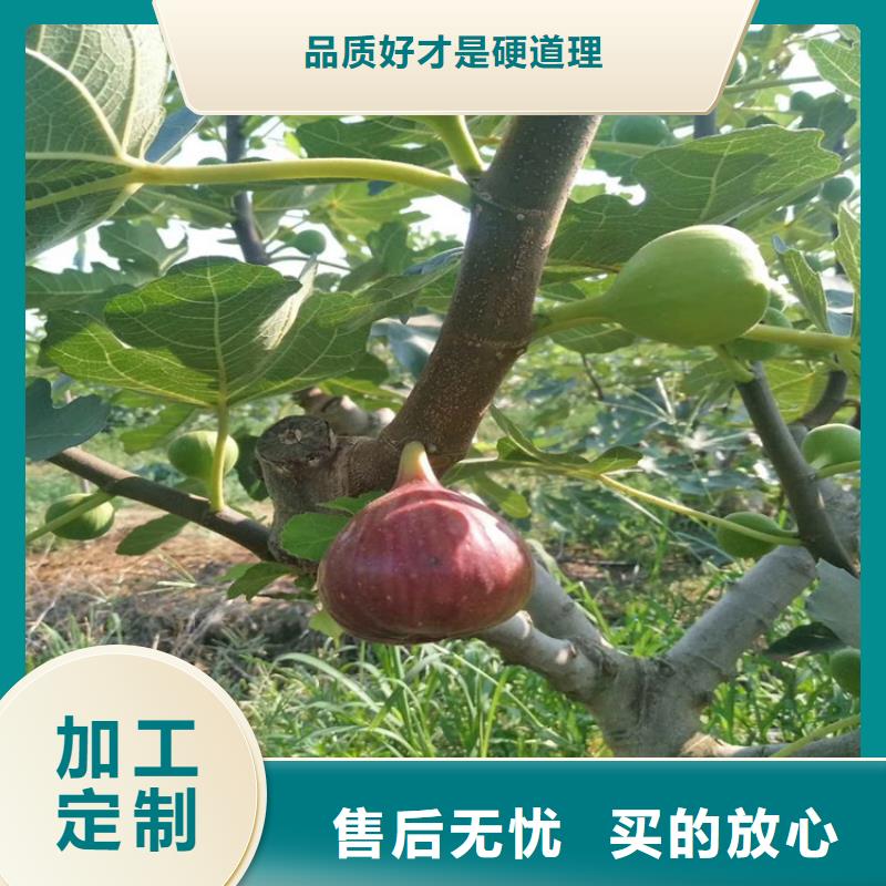 无花果樱桃苗源头实体厂商