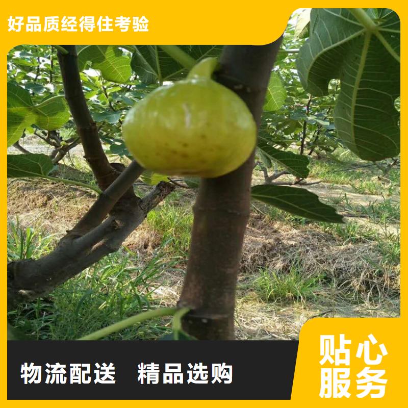 无花果苹果苗性价比高